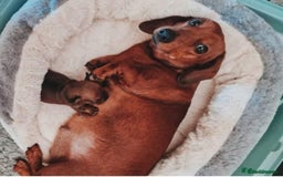 Dachshund dogs for sale: Shaded Red Minature Dachshund - Image 5