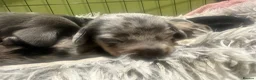 Miniature Dachshund dogs for sale: 7 gorgeous  dapple & isabella grey mini dachsunds  - Advert 20