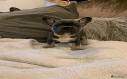 French Bulldog dogs for sale: Beautiful French Bulldogs  - Image 6