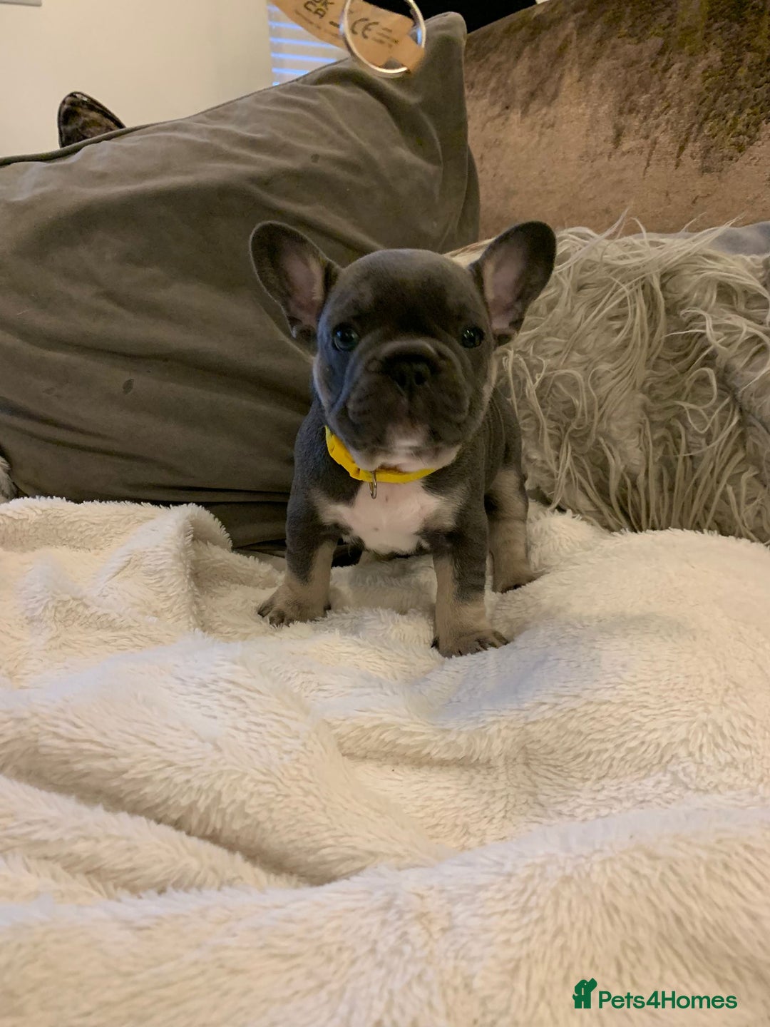 French Bulldog dogs for sale: Beautiful French Bulldogs  - Image 6