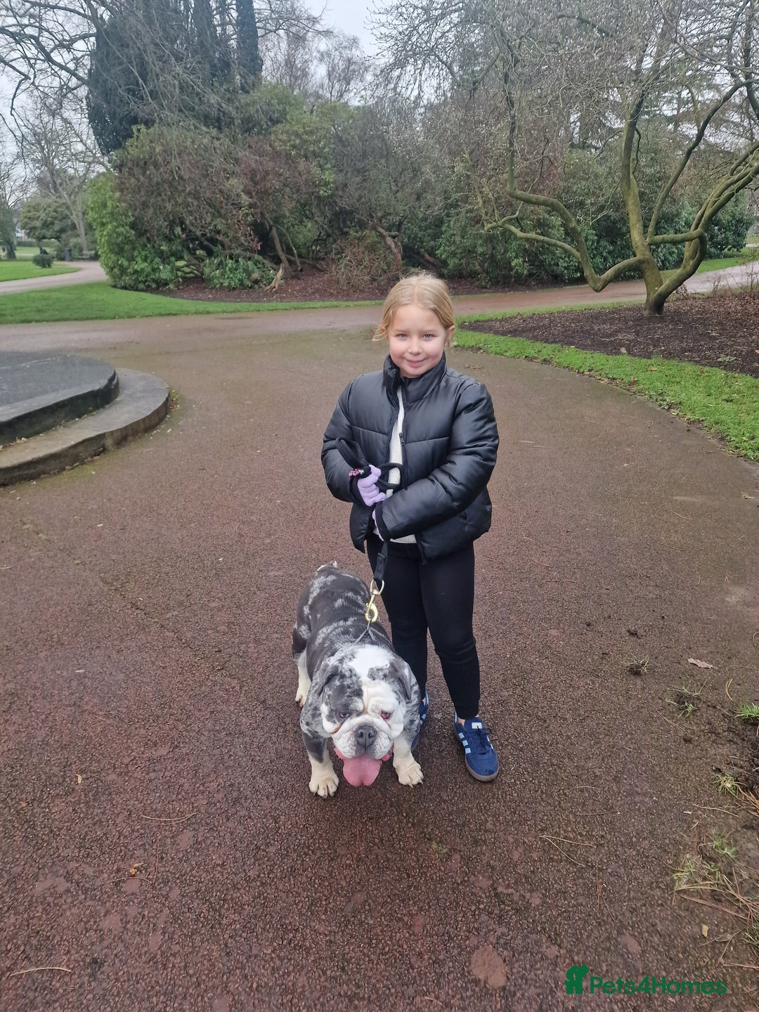 English Bulldog dogs for sale: English bulldog  - Advert 2