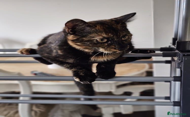 Domestic Shorthair cats - Advert 4