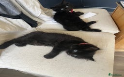Mixed Breed cats for sale: ✨ The Midnight Magic – Ready to Steal Your Heart  - Image 8