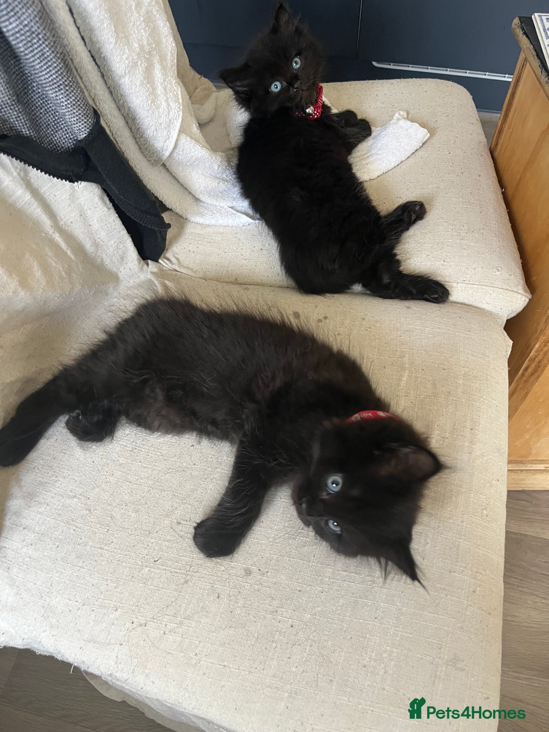 Mixed Breed cats for sale: ✨ The Midnight Magic – Ready to Steal Your Heart  - Image 8