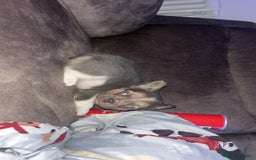 French Bulldog dogs for sale: Visual lillac pied male pup  - Image 4