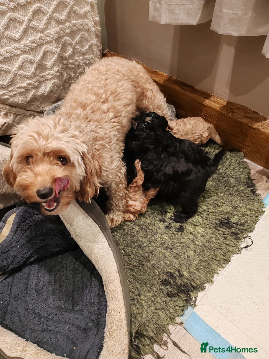 Cavapoo dogs for sale: Beautiful Cavapoos  - Advert 9