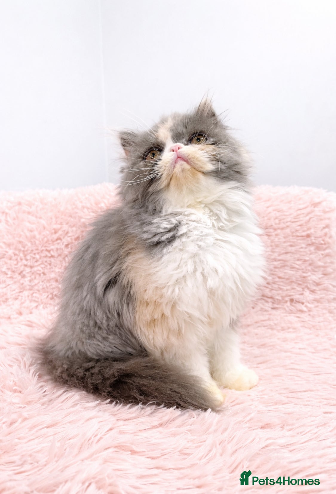 Exotic cats 💗 BEAUTIFUL FEMALE LOOKING FOR A FOREVER HOME  - Advert 4