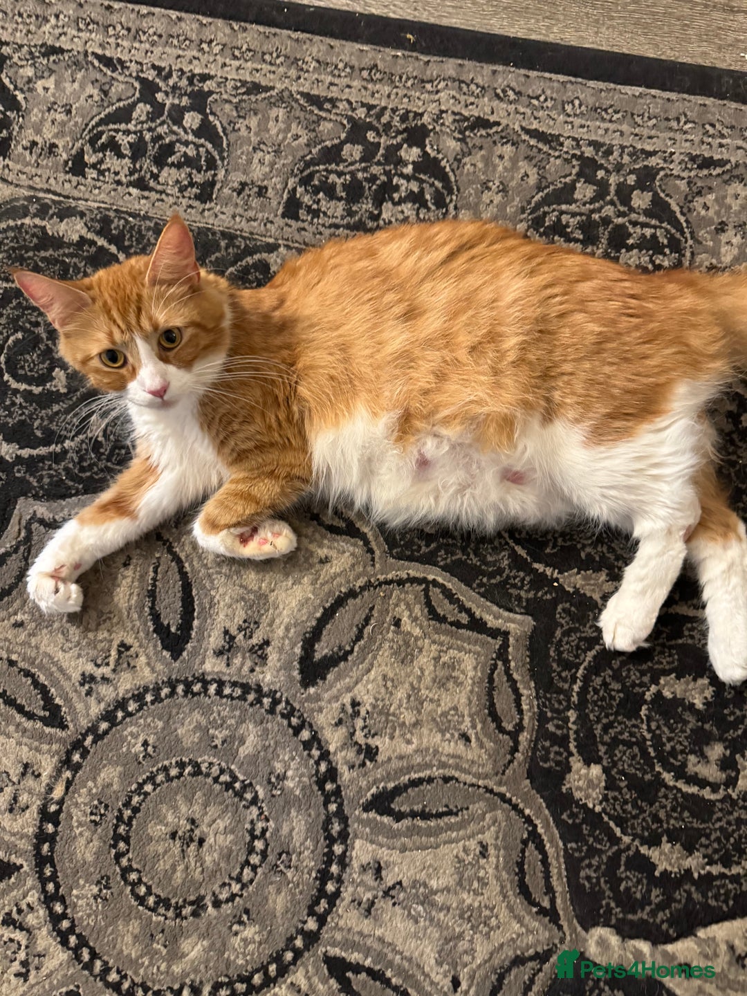 Maine Coon cats for sale: Stunning babies - Image 15