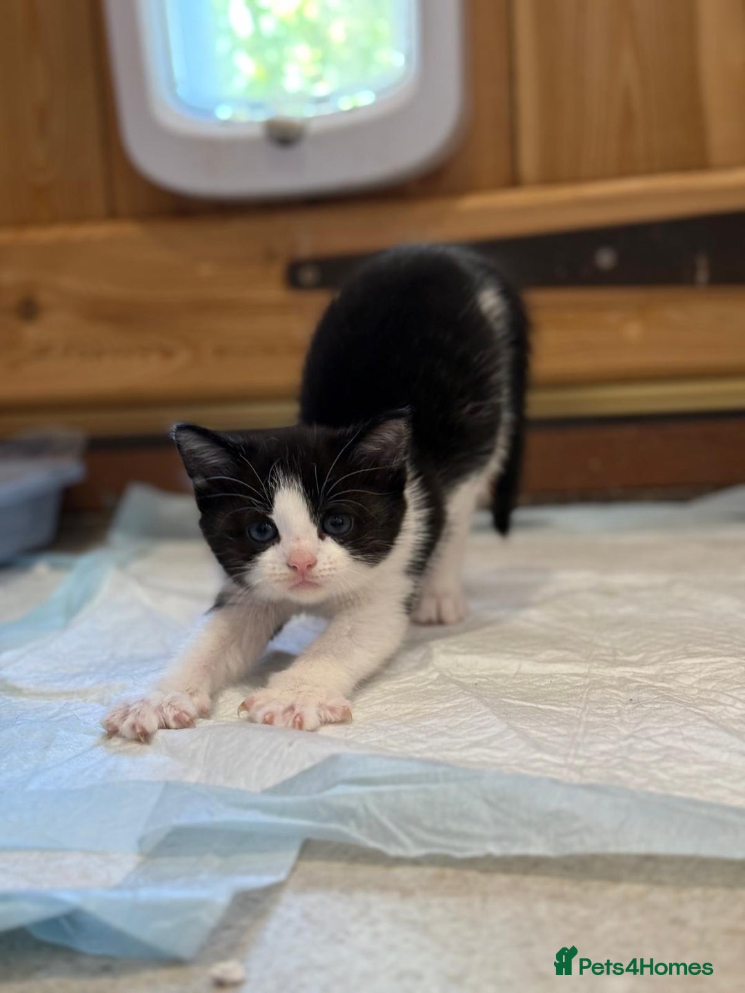 Mixed Breed cats for sale: 🐾 Adorable Kittens For Forever Homes 🐾  - Image 24