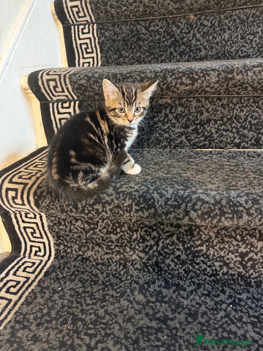 Mixed Breed cats for sale: 3 Tabby Kittens - Advert 4