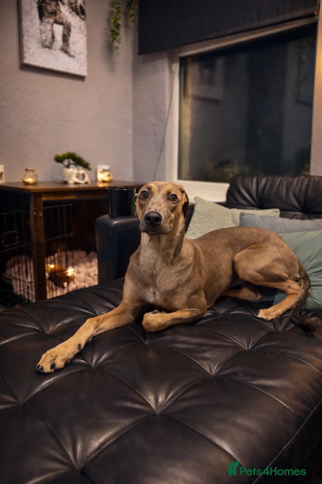 Mixed Breed dogs for sale: cane Corso greyhound cross in Dartford - Advert 7