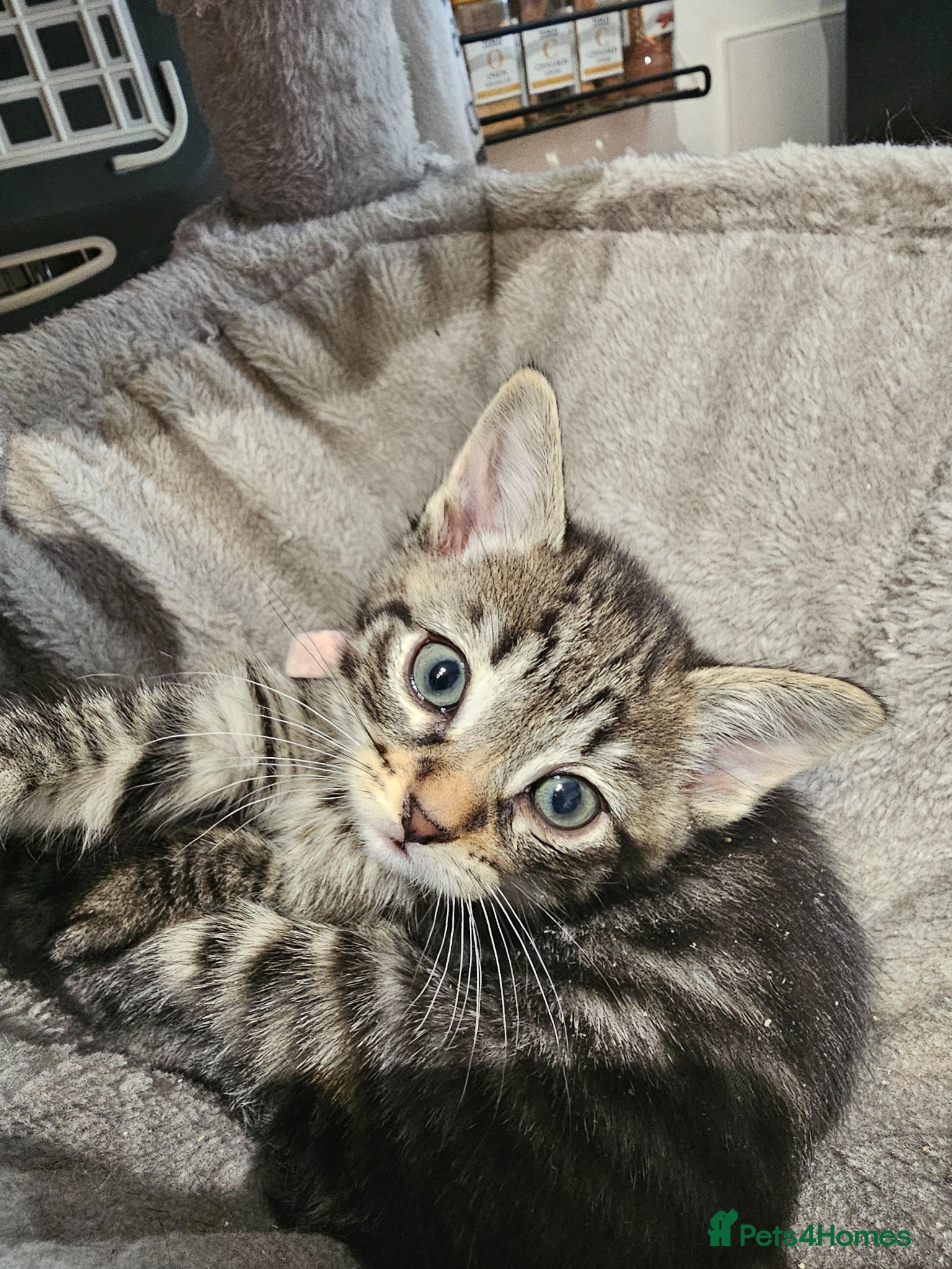 Mixed Breed cats for sale: Russian Blue x Long Hair Tabby - Advert 1