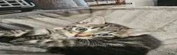 Mixed Breed cats for sale: Russian Blue x Long Hair Tabby in Horley - Advert 1
