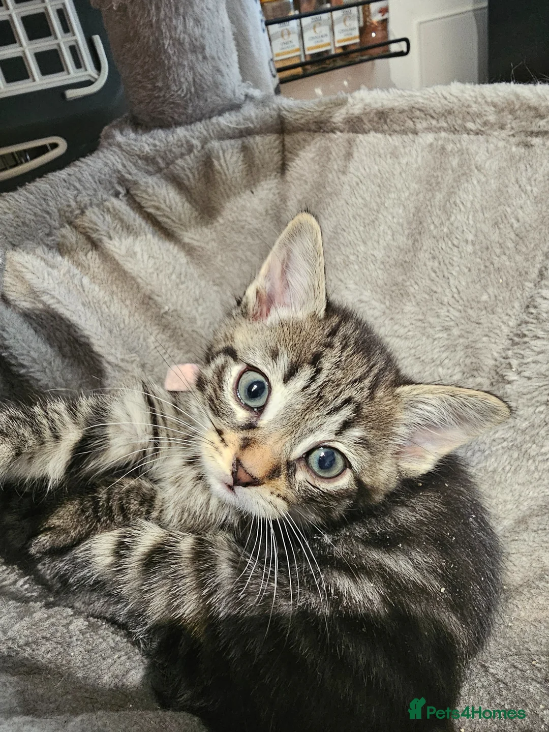 Mixed Breed cats for sale: Russian Blue x Long Hair Tabby in Horley - Advert 1