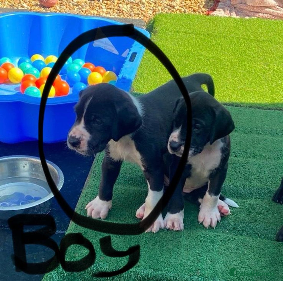 Great Dane dogs for sale: Highest health tested GD pups uk - Image 7