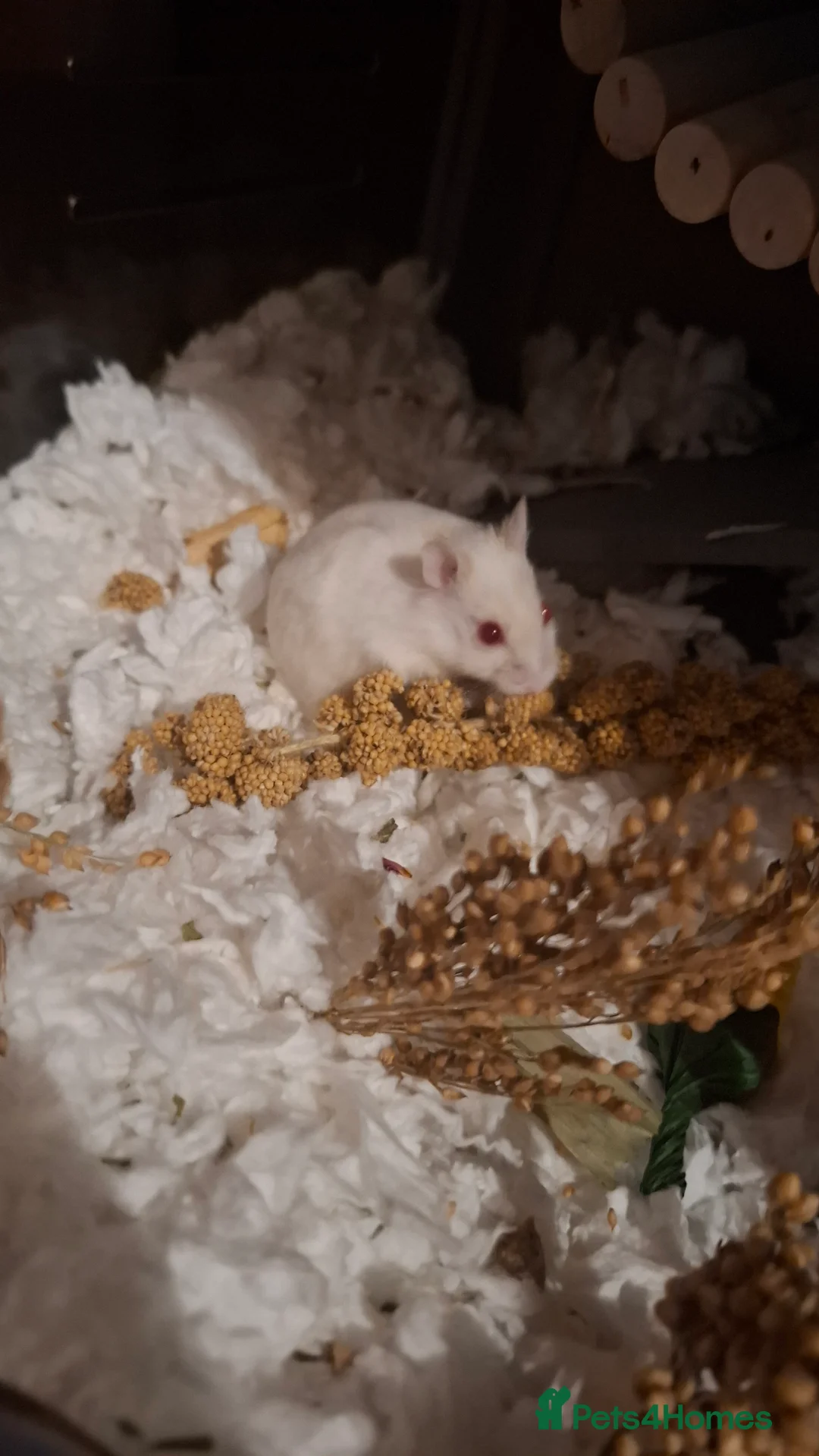 Hamster rodents for sale: Russian Dwaf Hamster in Haywards Heath - Advert 1