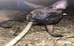 Belgian Shepherd Dog dogs for sale: Top quality Belgian shepherd puppy  - Advert 3