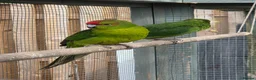 Parakeets birds for sale: Stunning Young Kakarikis For Sale  - Advert 2