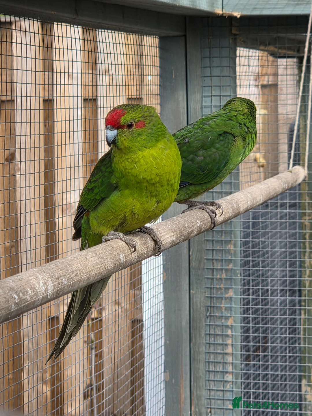 Parakeets birds for sale: Stunning Young Kakarikis For Sale  - Advert 2