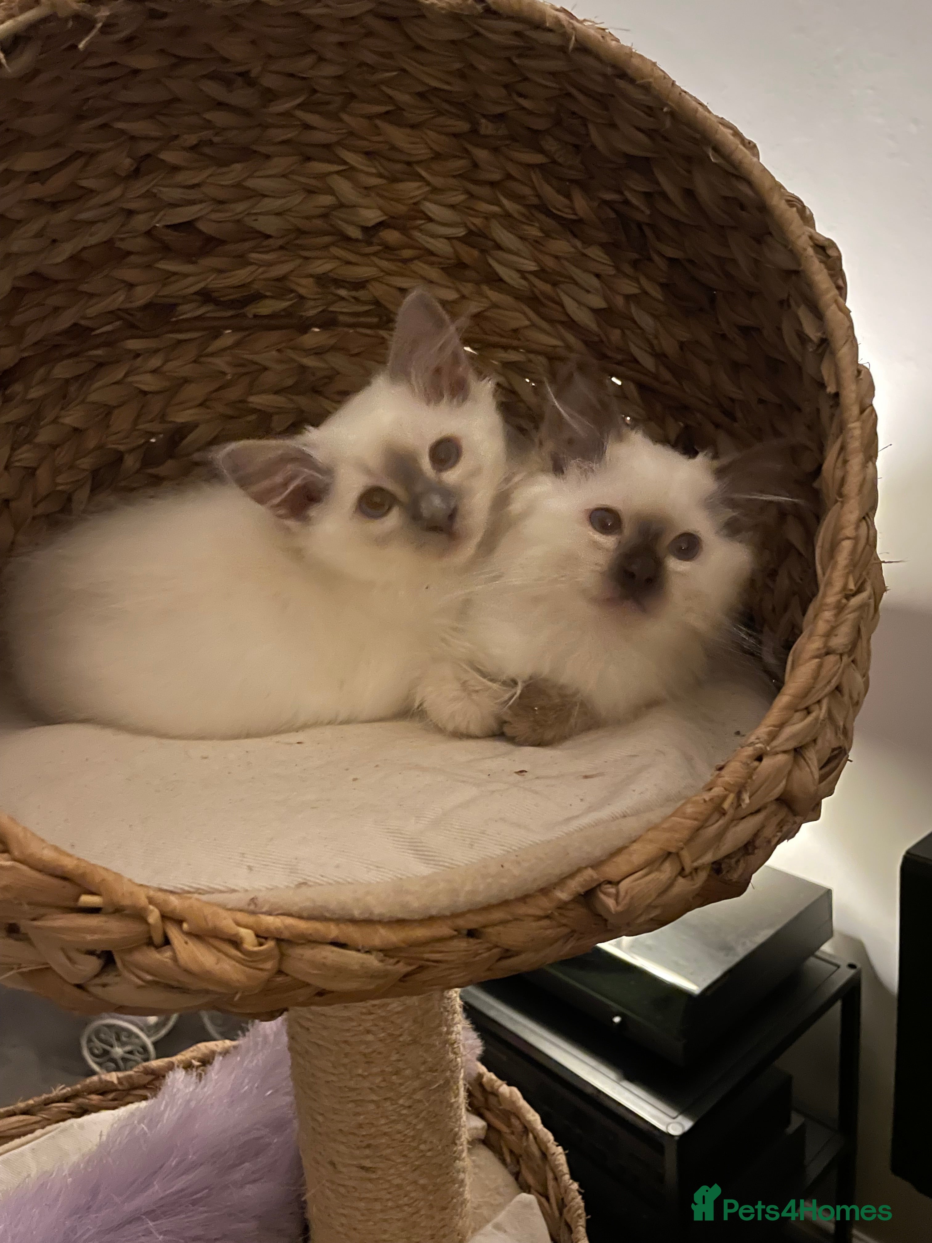 Ragdoll cats Chocolate female and Lilac male - Advert 4
