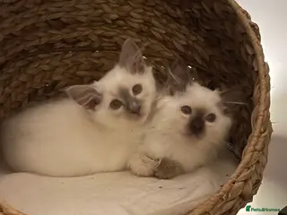 Ragdoll cats Chocolate female and Lilac male - Advert 17