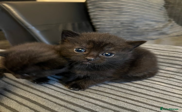 British Shorthair cats Black short hairs  - Advert 1