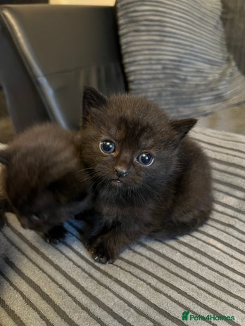 British Shorthair cats Black short hairs - Advert 1