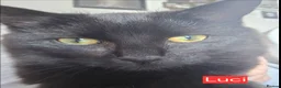 British Longhair cats for sale: Urgent Rehoming  - Advert 2
