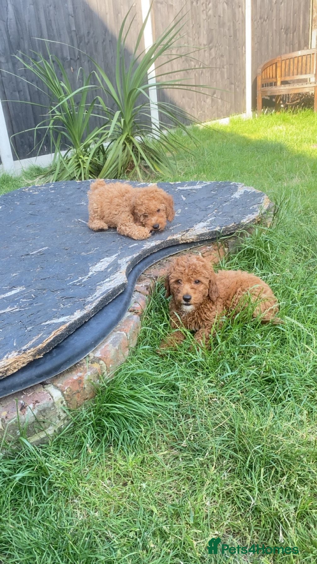 Cavapoo dogs fox red cavapoo - Advert 3