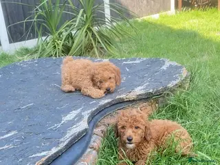 Cavapoo dogs fox red cavapoo - Advert 3