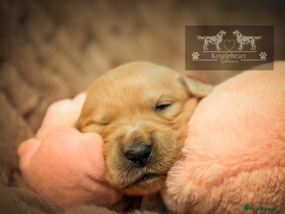 Golden Retriever dogs KC HEALTH TESTED PUPS *3 girls remaining* - Advert 6