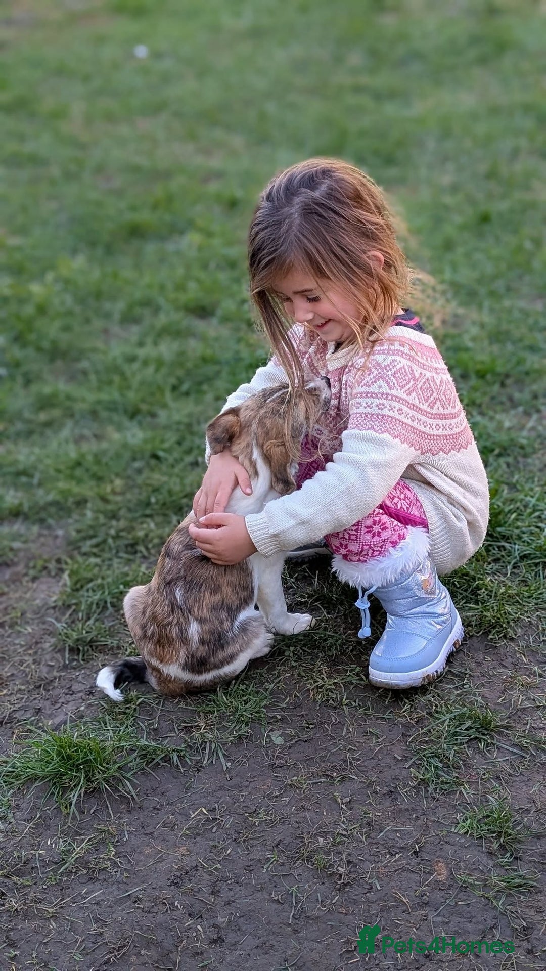 Mixed Breed dogs for adoption: Sylvie for adoption - Advert 5