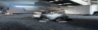 Maine Coon 2