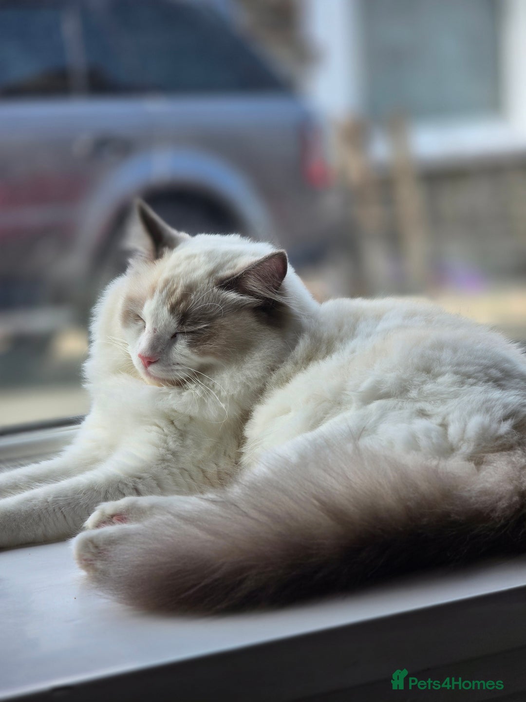 Ragdoll cats for sale: Ragdoll Male - Image 3
