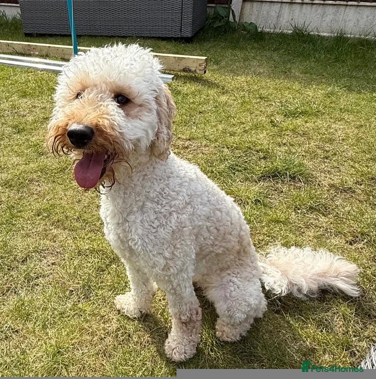 Poodle dogs Adorable poodle pops  - Advert 1