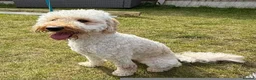 Poodle dogs for sale: Adorable poodle pops  - Advert 1