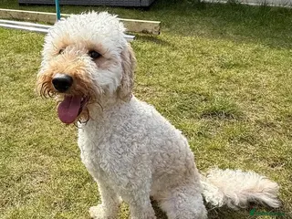 Poodle dogs Adorable poodle pops - Advert 1