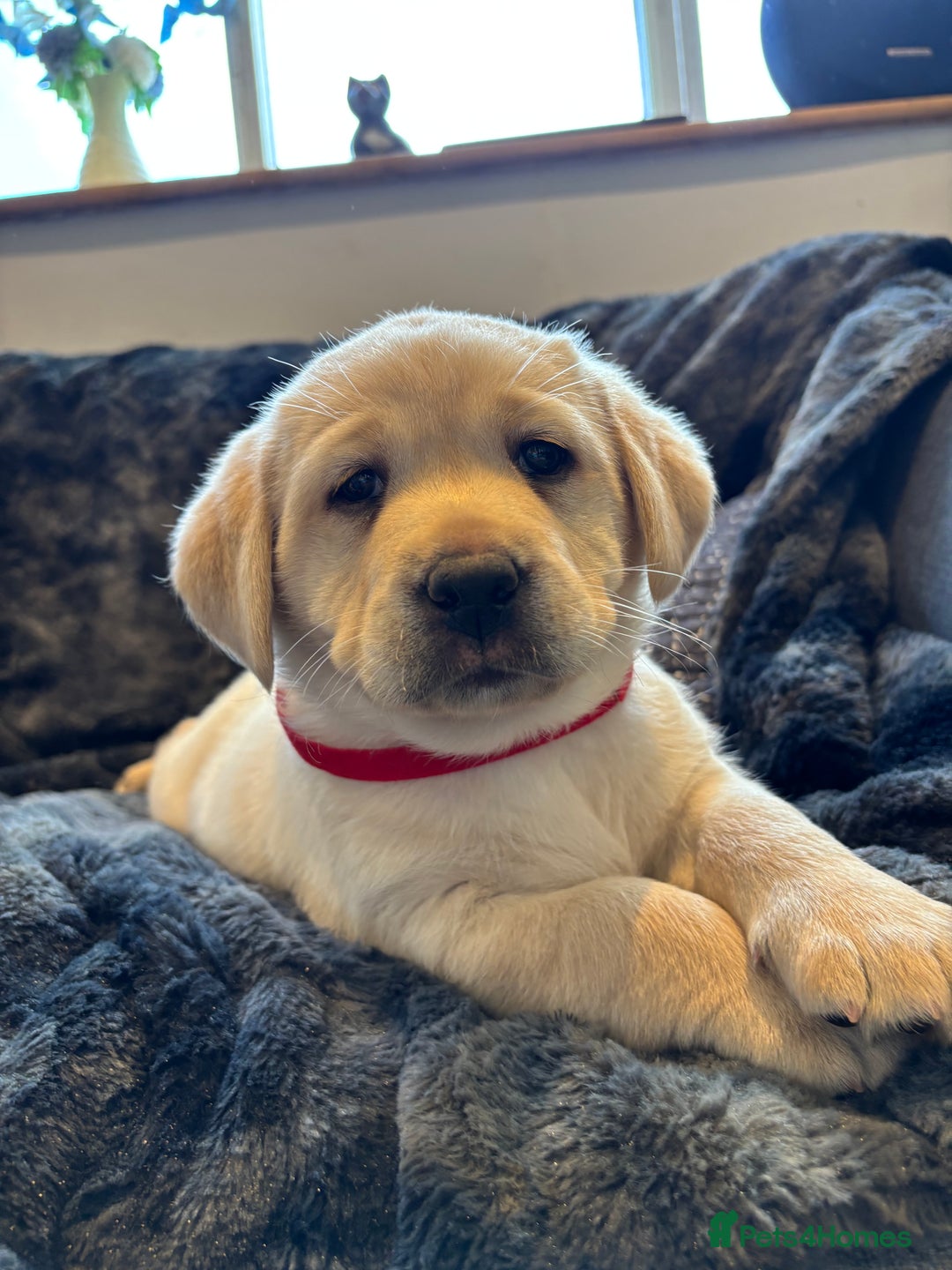 Labrador Retriever dogs for sale: Labradors  - Image 5