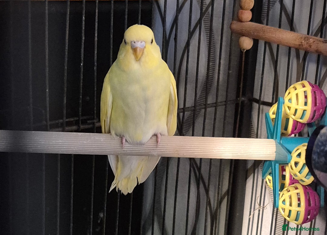 Budgerigars birds for sale: Budgies  - Image 10