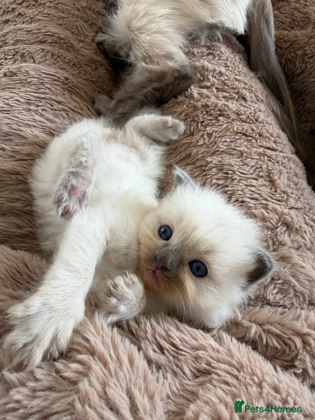 Ragdoll cats for sale: Blue Point Ragdoll Male Kittens in Wrexham - Advert 8