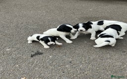 English Springer Spaniel dogs for sale: 6 springer spaniels pups - Image 5