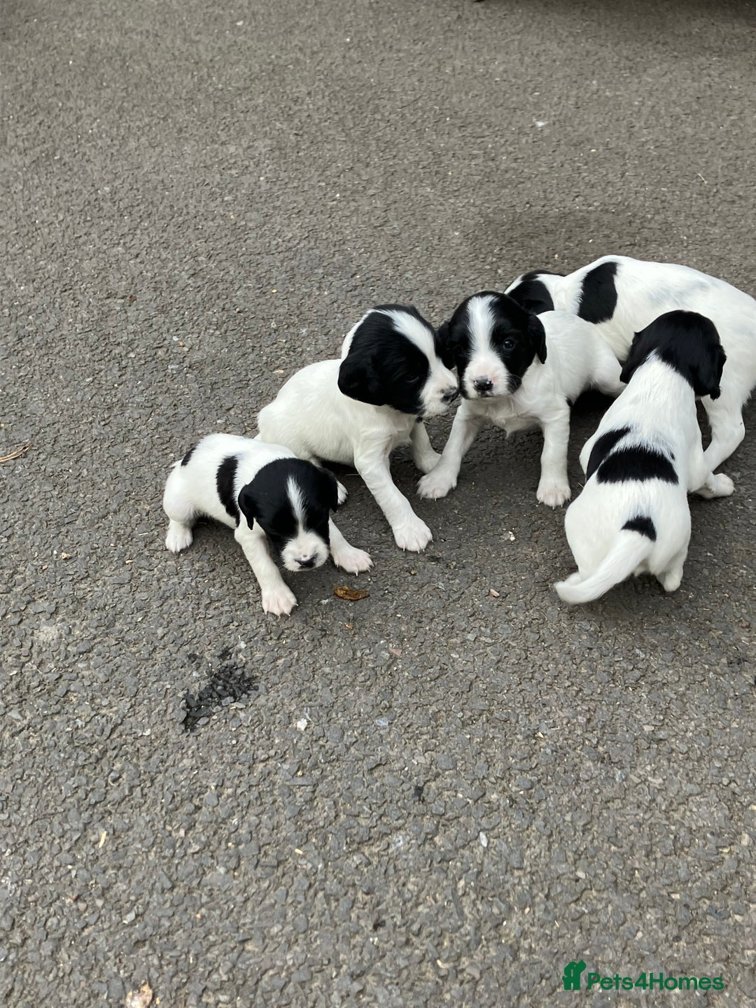 English Springer Spaniel dogs for sale: 6 springer spaniels pups - Image 5