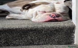 Old Tyme Bulldog dogs for sale: Rubble is male  - Image 4