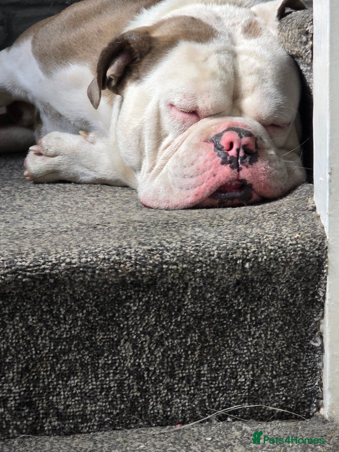 Old Tyme Bulldog dogs for sale: Rubble is male  - Image 4