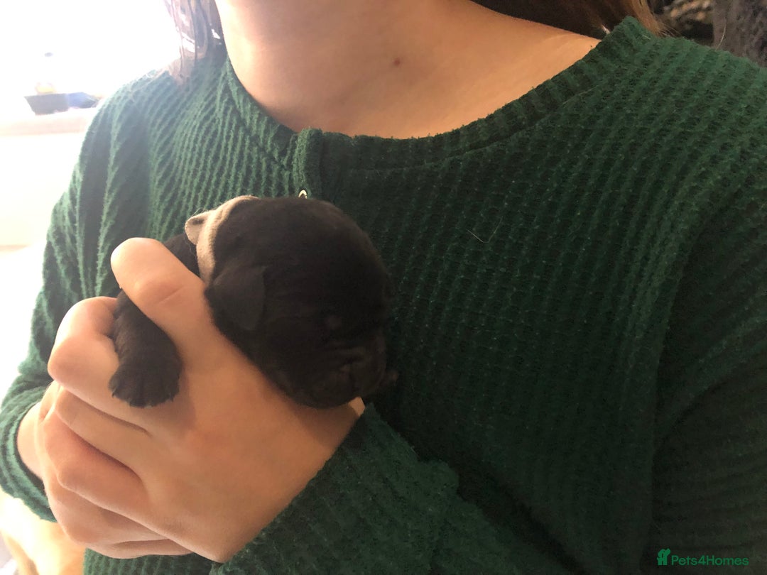 Labrador Retriever dogs for sale: Outstanding KC reg. yellow and black Labrador pups - Advert 8