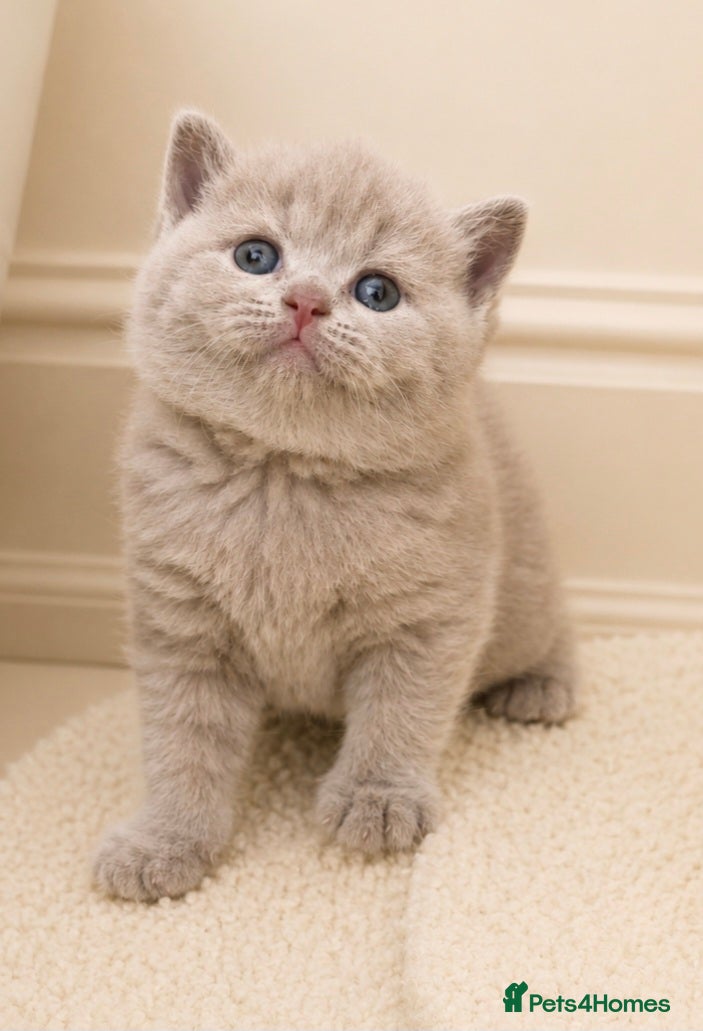 British Shorthair cats Beautiful champion GCCF British Shorthair Kittens  - Advert 3