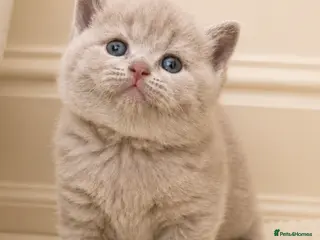 British Shorthair cats Beautiful champion GCCF British Shorthair Kittens - Advert 6