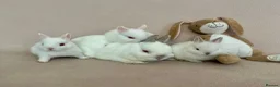 Netherland Dwarf rabbits for sale: Netherland Dwarf White Babies - Advert 5
