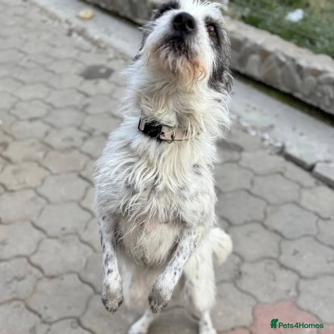 Mixed Breed dogs for adoption: 🐾MIRA🐾, a beautiful young girl for a Loving Home - Advert 11