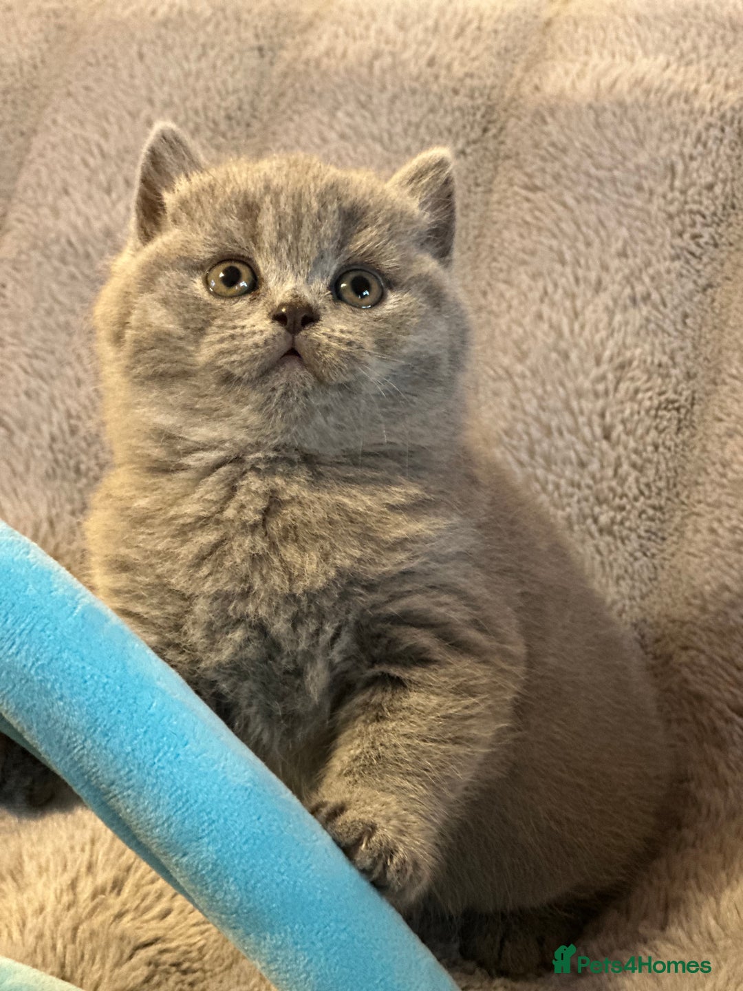 British Shorthair cats for sale: GCCF registered kitten  - Advert 9
